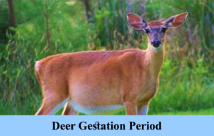 how long are deer pregnant