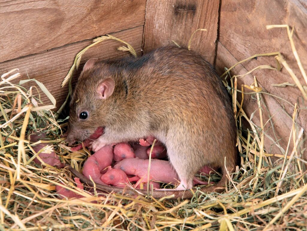 how often rat can get pregnant