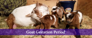 goat gestation period