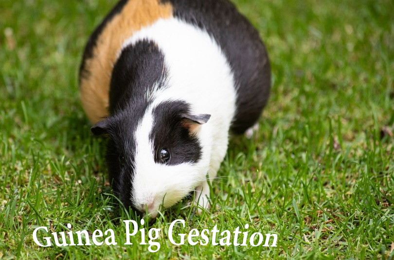 guinea pigs gestation period