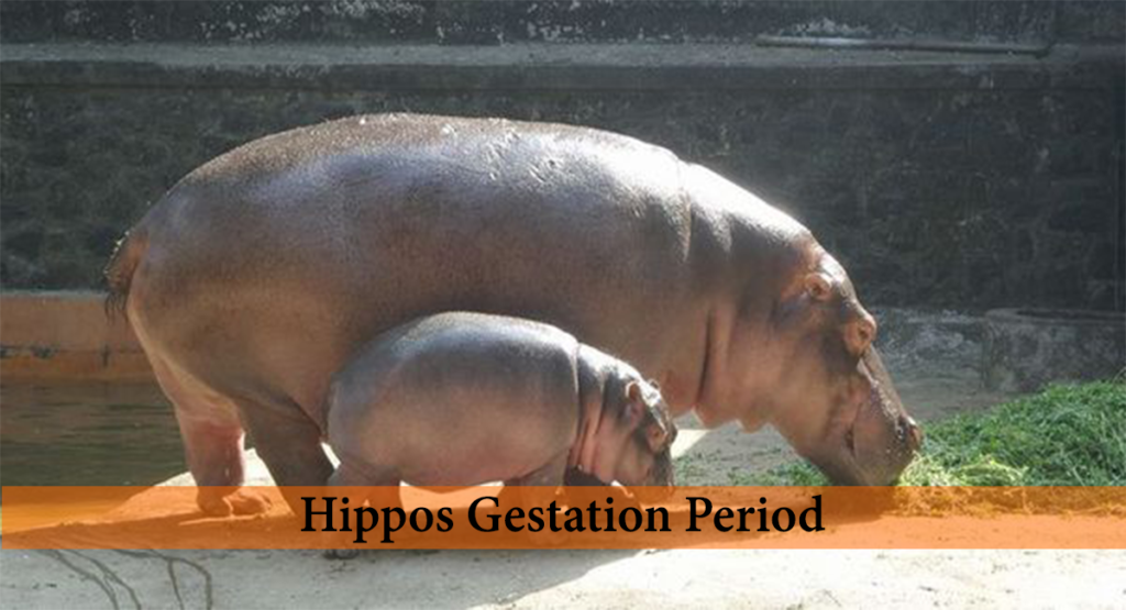 hippos gestation period