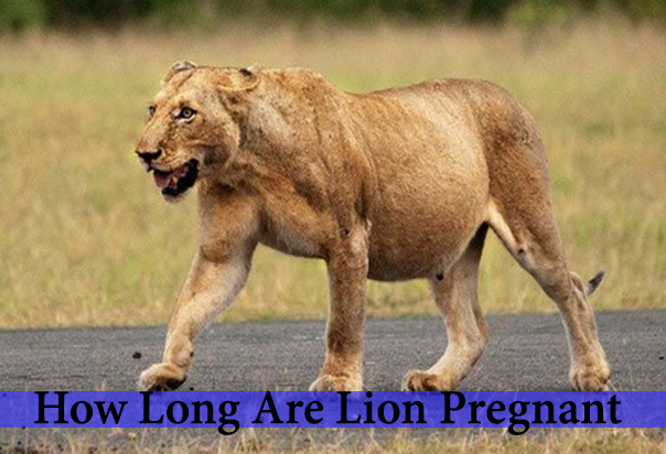 how long are lion pregnant