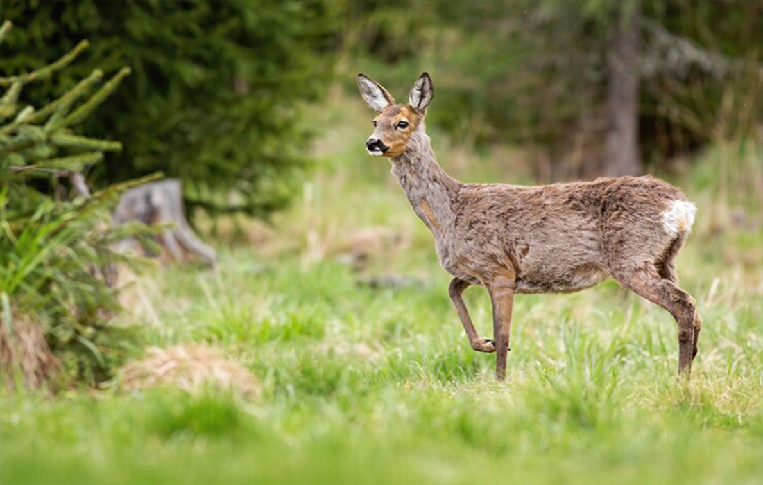 deer pregnancy gestation period
