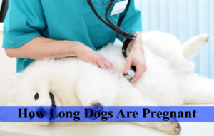 how long dogs are pregnant
