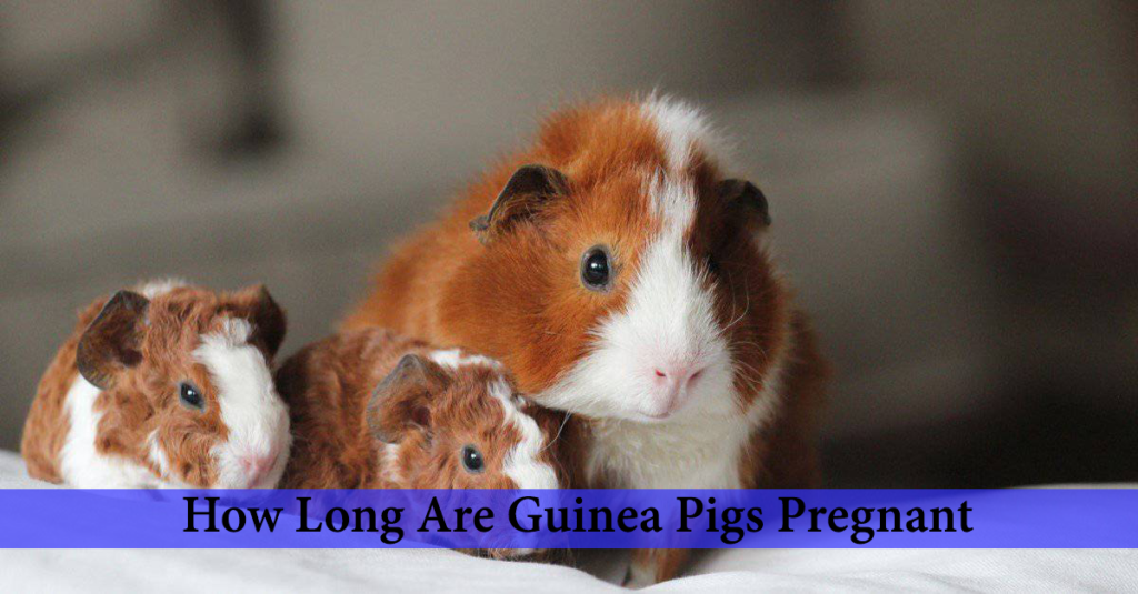 how long are guinea pigs pregnant?