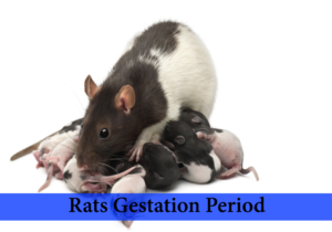 how long are rats pregnant