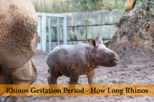 how long are rhinos pregant