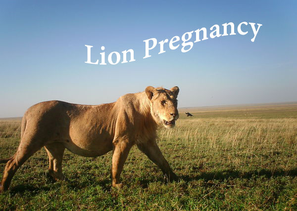 lion pregnancy