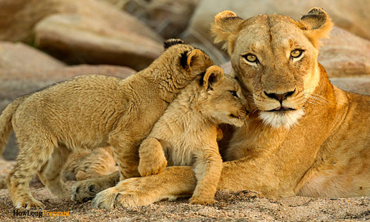 lioness with baby lion