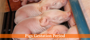 how long are pigs pregnant