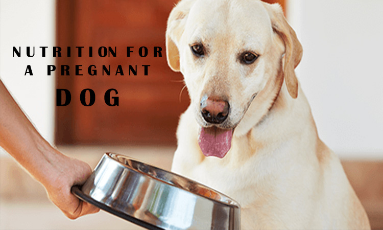 nutrition for pregnant dog