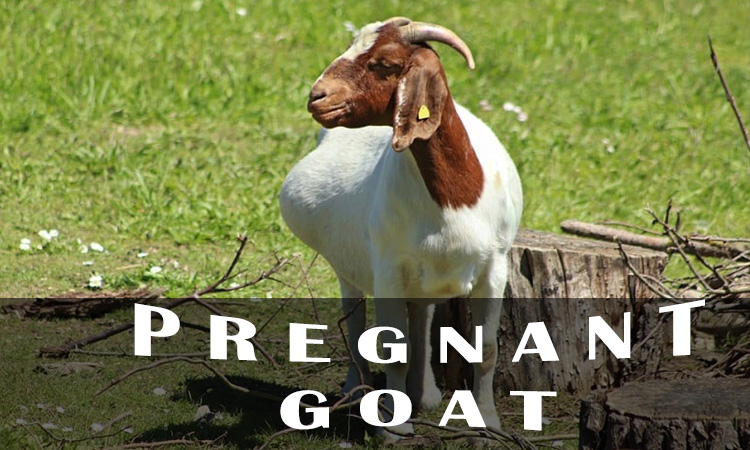 pregnant goat