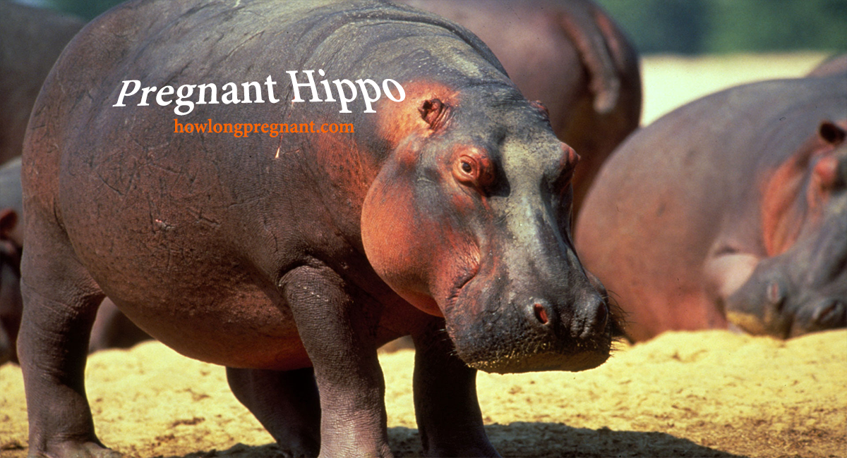 pregnant hippos