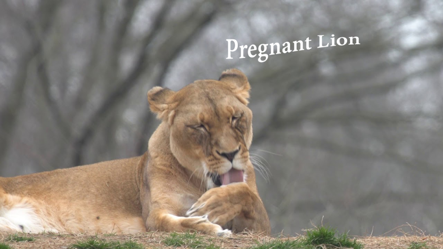 pregnant lion