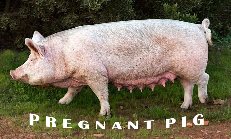 pregnent pig & gestation period