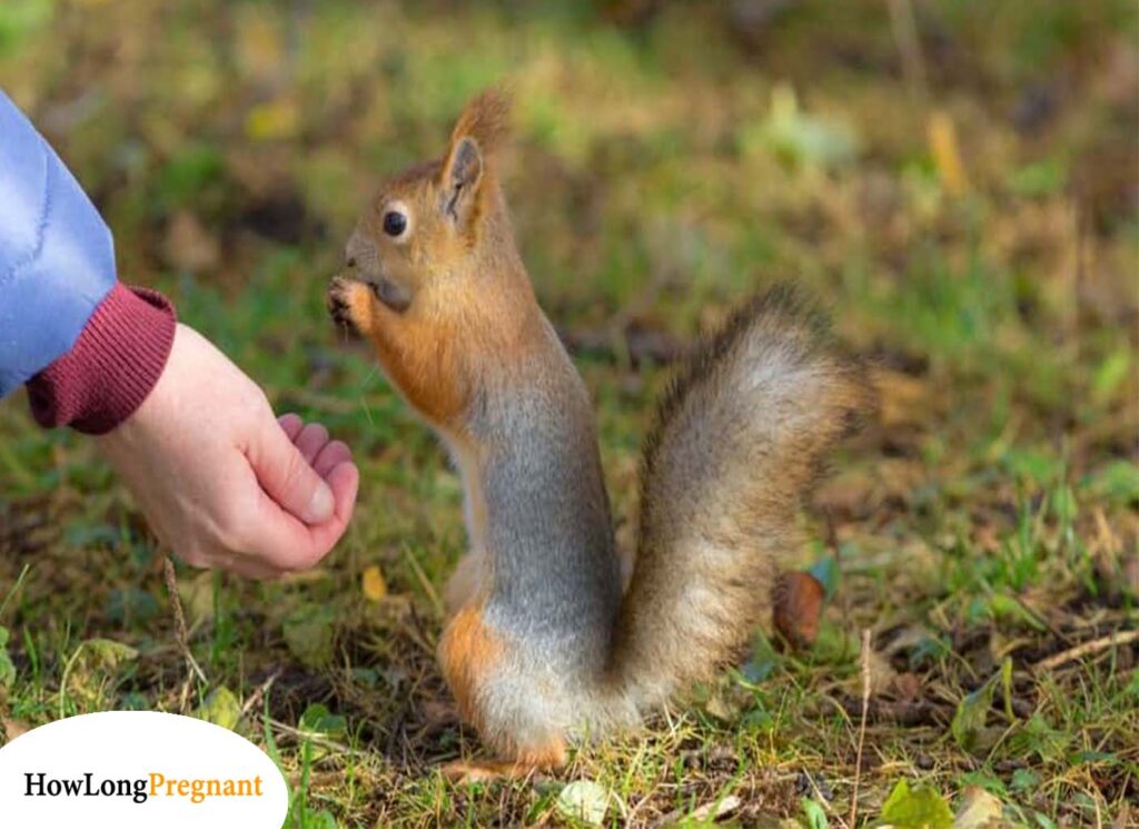 pregnant squirrel nutritional needs