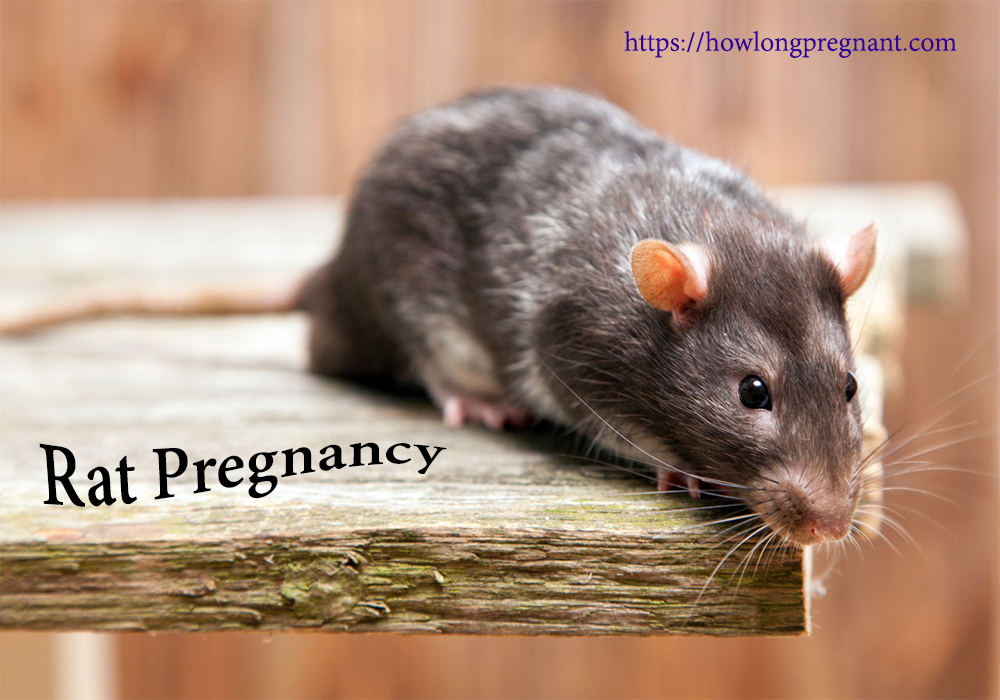 pregnancy of rat