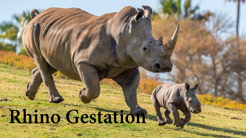 rhinos gestation period