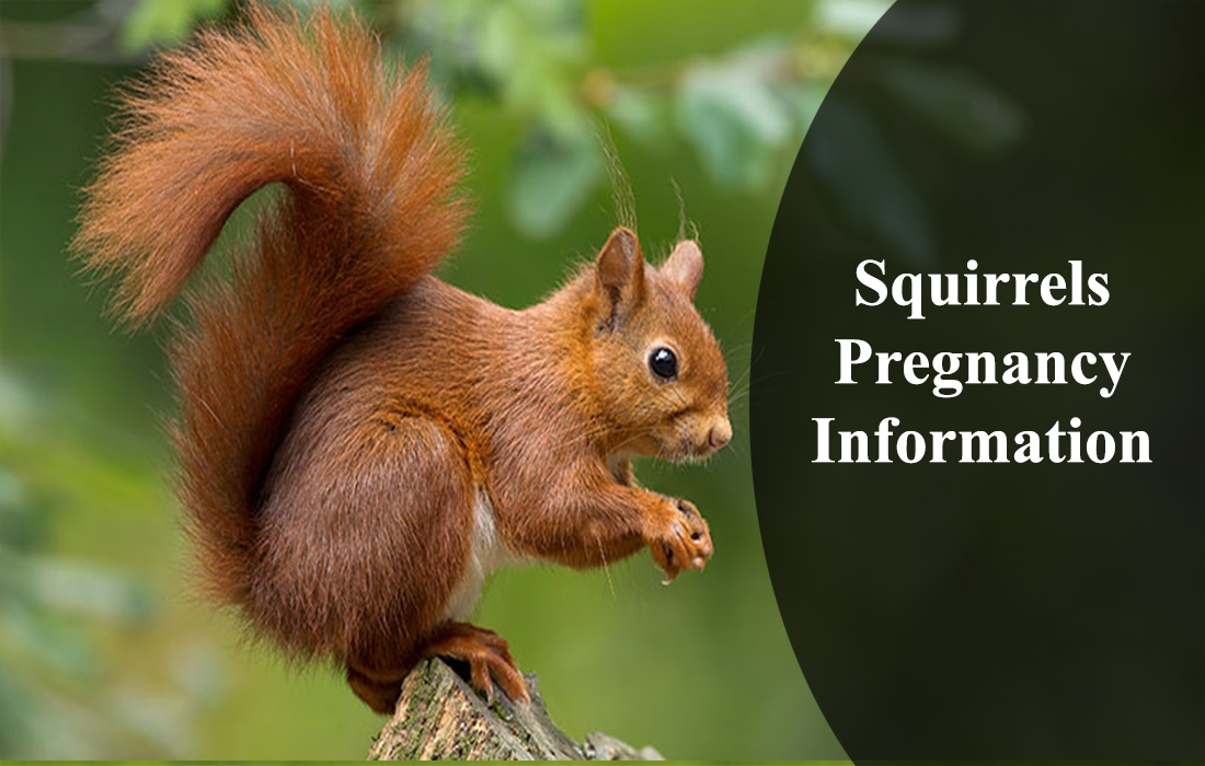squirrel species pregnancy