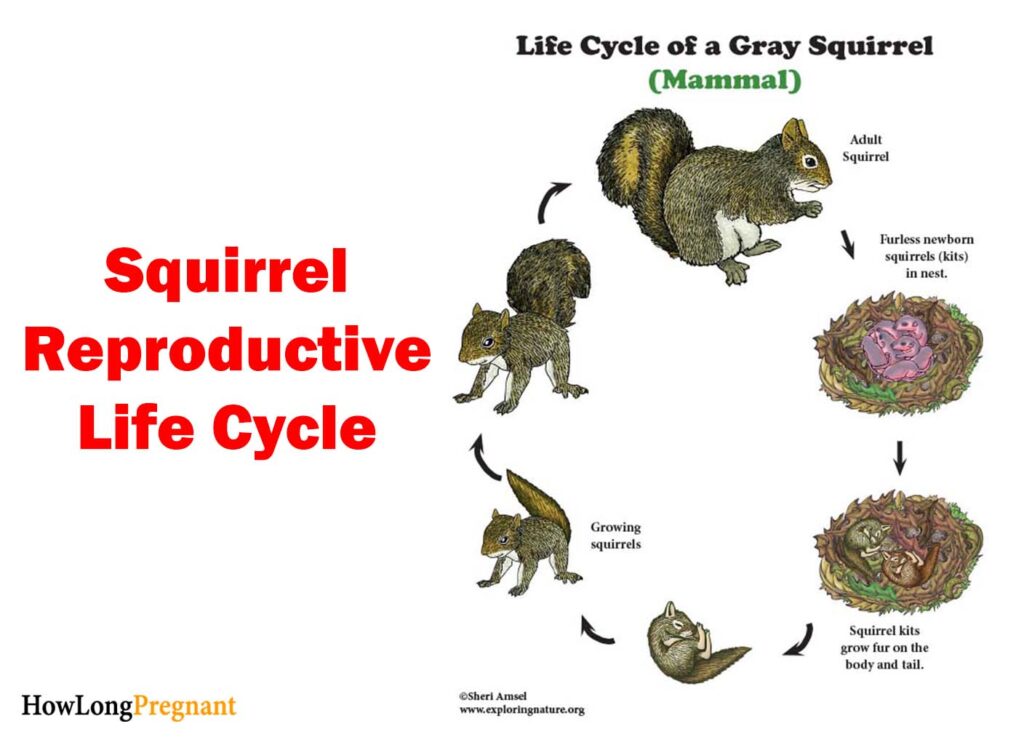 squirrel reproductive life cycle