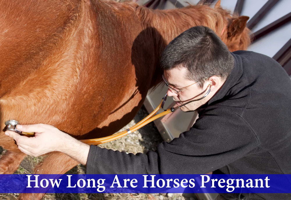 how long are horses pregnant