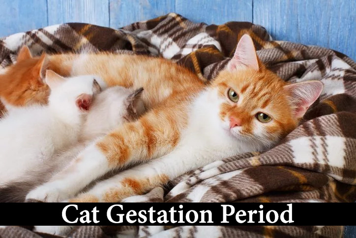cat gestation period