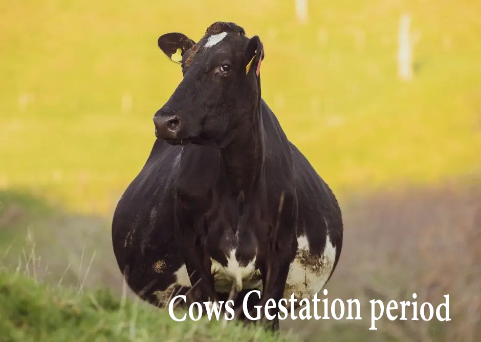 cows gestation period