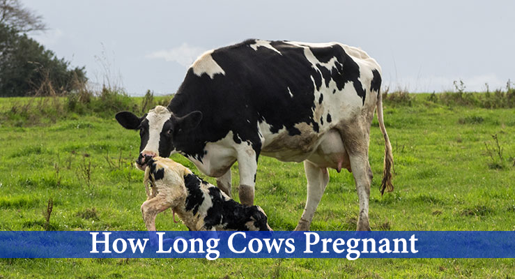 how long are cows pregnant