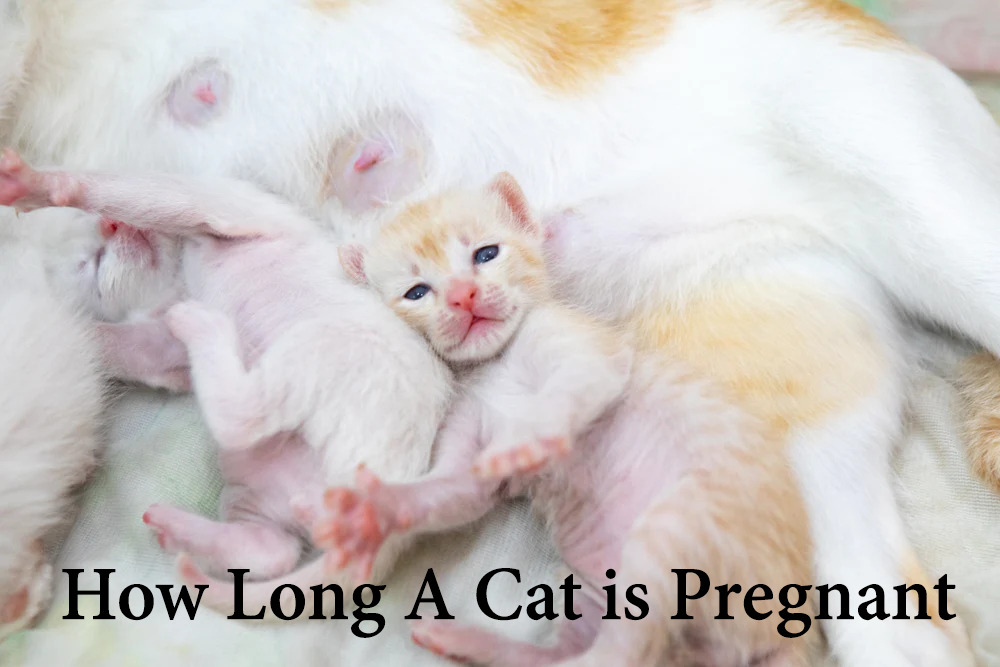 how long a cat is pregnant