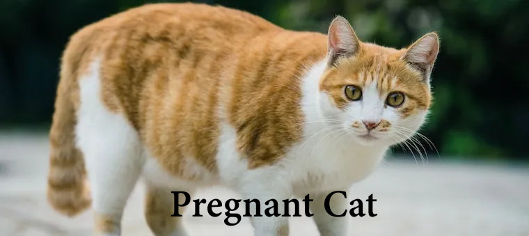 a pregnant cat