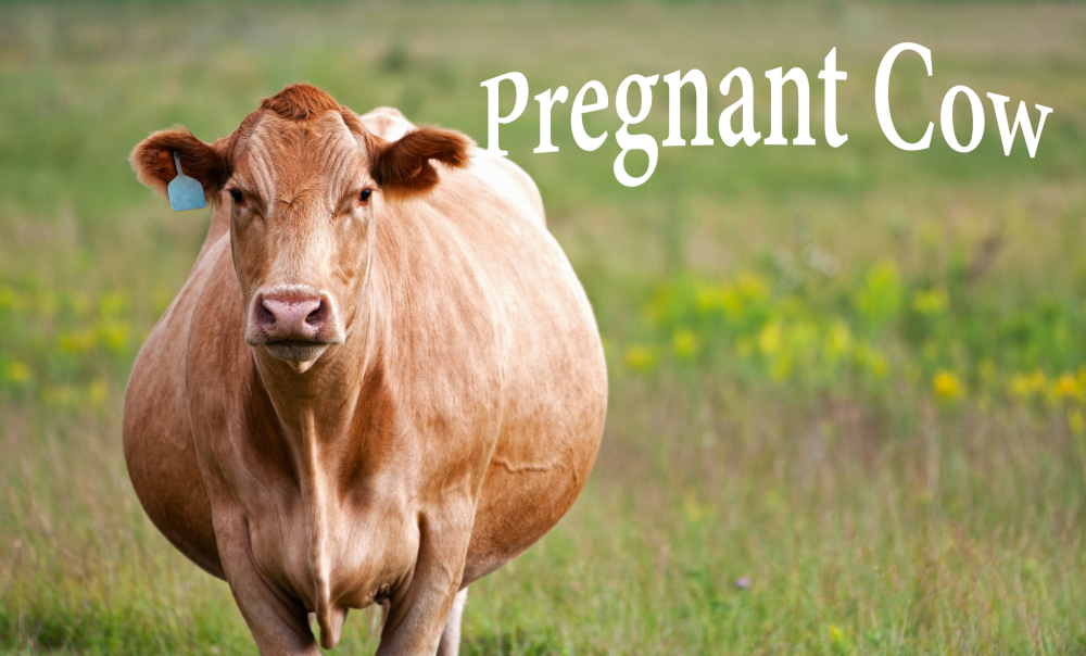 pregnant cow