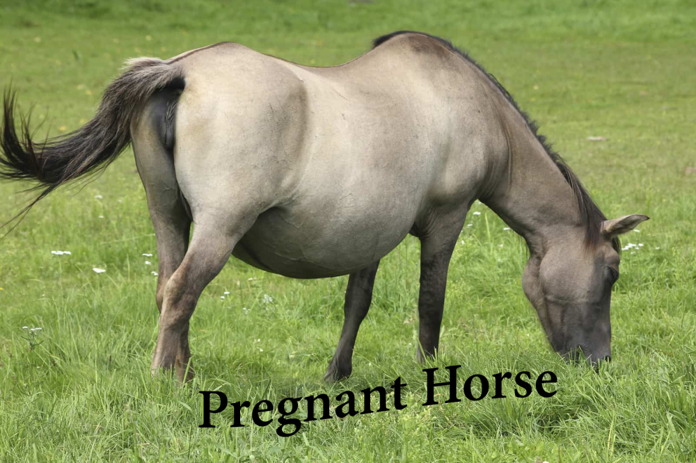 horses pregnancy period