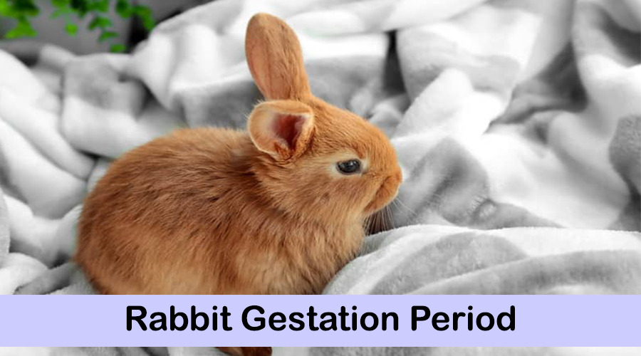rabbits gestation period