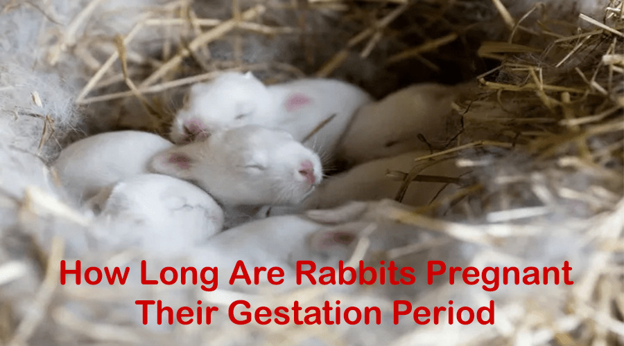how long a rabbit is pregnant