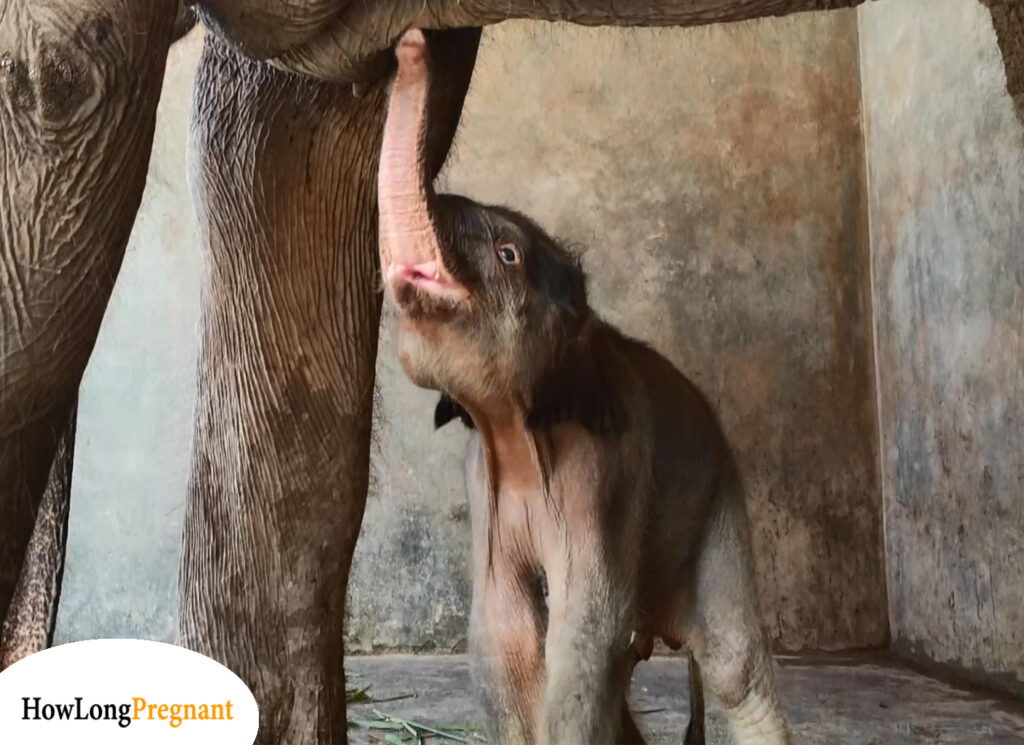 elephant calf birth
