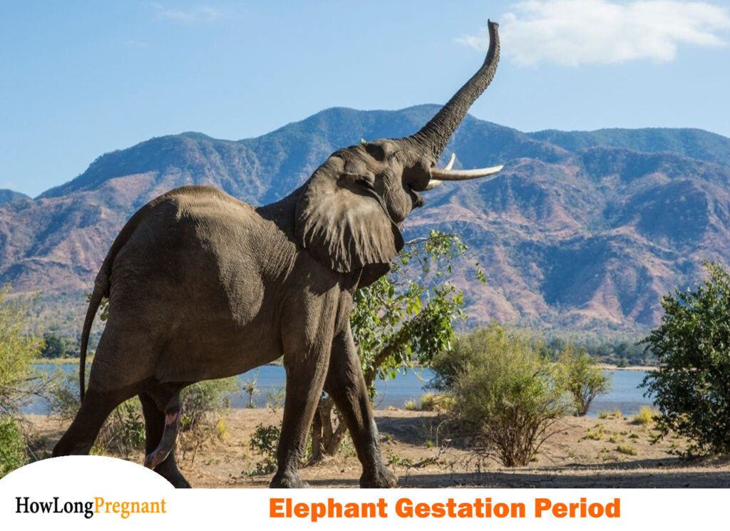 elephant gestation period
