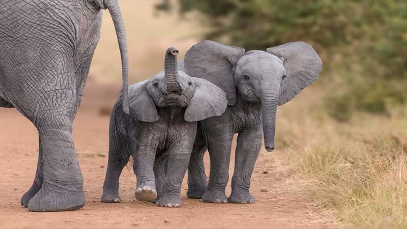 elephant pregnancy length