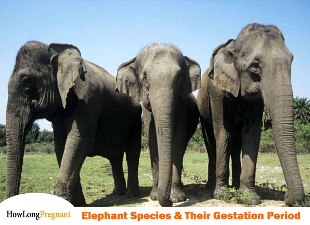 Elephant species with their gestation period
