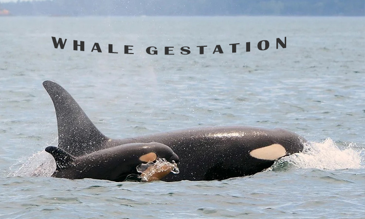 whale gestation period