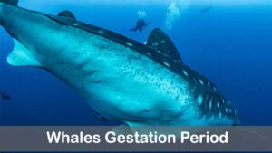 whales gestation period
