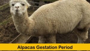 alpacas gestation period