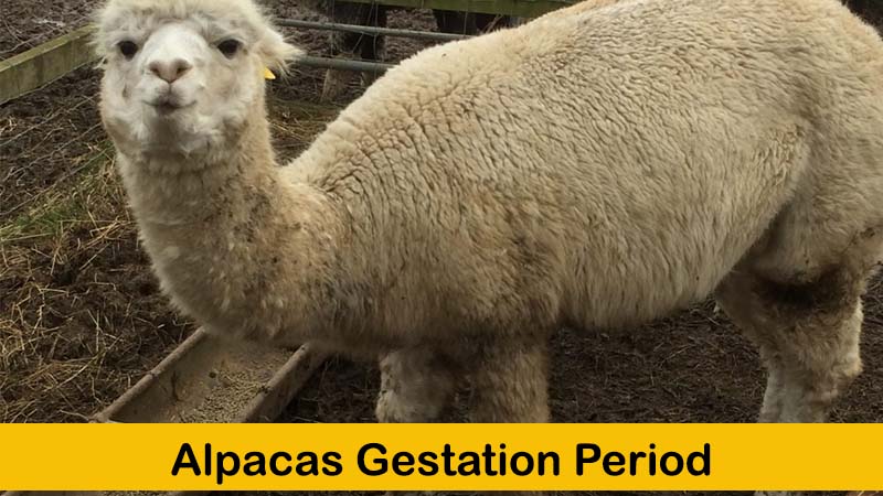 alpacas gestation period