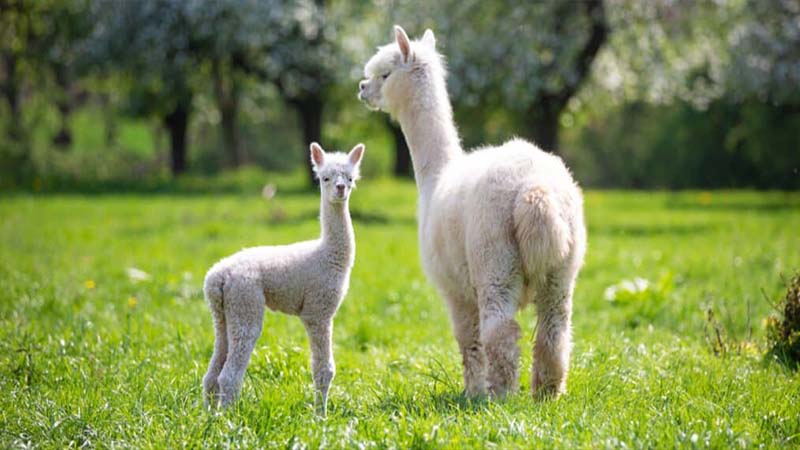 alpacas with child