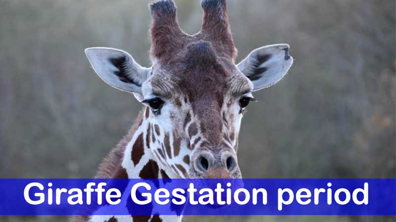 giraffe gestation period