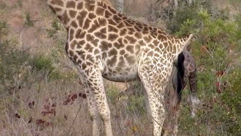 giraffe giving birth while standing