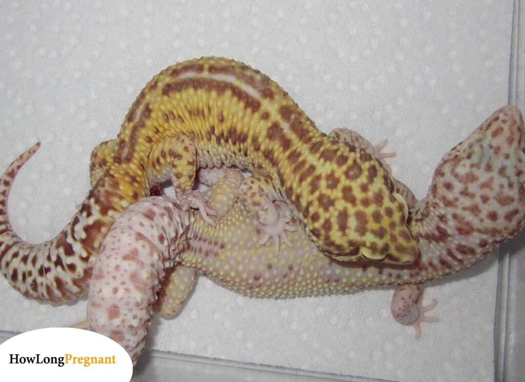 leopard gecko mating