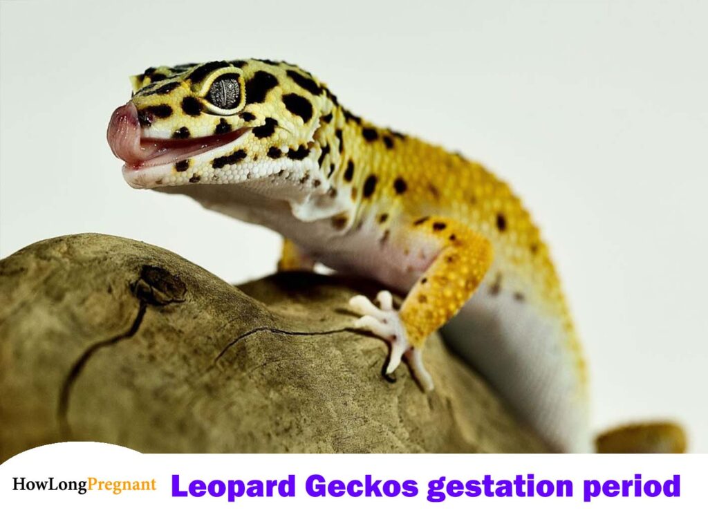 leopard geckos pregnancy duration