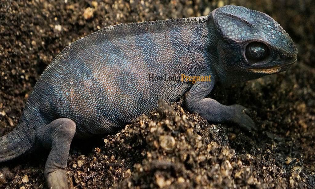 Egg-Laying Process of a Chameleon
