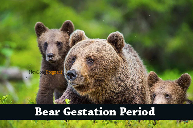 bear gestation period