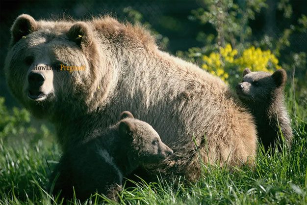 bear reproduction